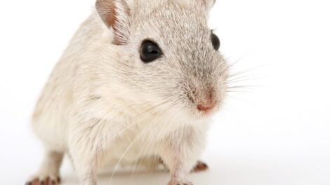 El ratoncillo blanco 1