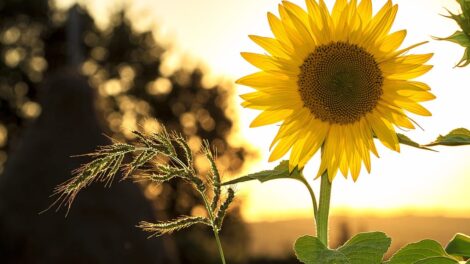 La leyenda del girasol 3