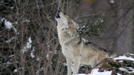 El lobo, la nana y el niño 13