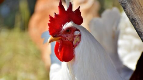 El perro, el gallo y la zorra 7