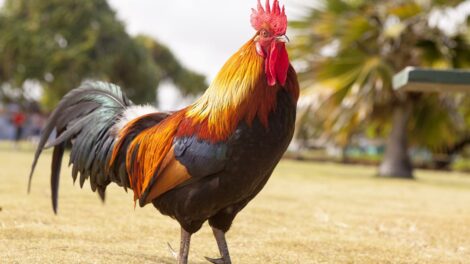 Los dos gallos 19