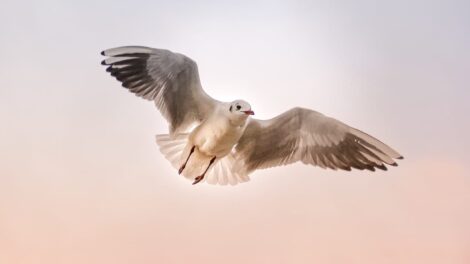 La gaviota, el espino y el murciélago 1