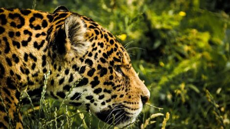 Las manchas del jaguar 15