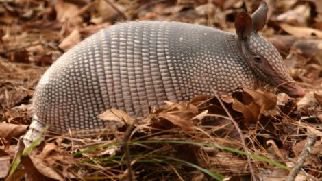 El traje del armadillo 13