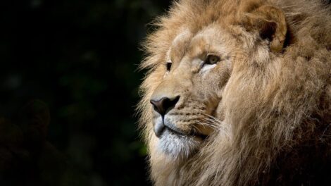 El león envejecido 3