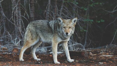 El lobo y el perro 5