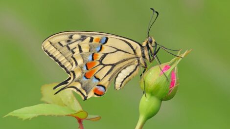 La mariposa y los conejos 1