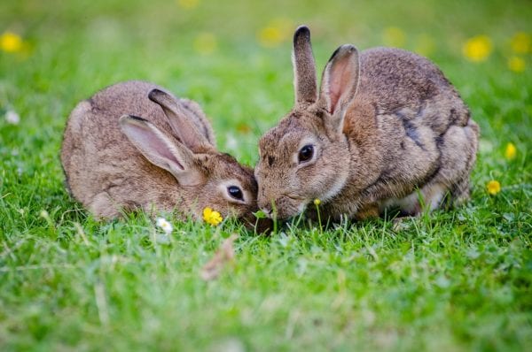 Persiguiendo dos conejos 1