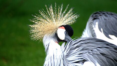 La grulla y el flamenco 17