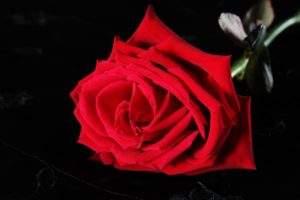 La leyenda de las rosas rojas 11