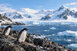 Tres pingüinos en una costa rocosa de la Antártida, frente al mar con hielo flotante, un glaciar y montañas nevadas.