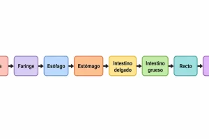 Diagrama de flujo desde la boca hasta el ano, pasando por faringe, esófago, estómago, intestino delgado, intestino grueso y recto.