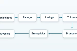 Diagrama de flechas desde nariz o boca hasta faringe, laringe, tráquea, bronquios, bronquiolos y alvéolos.
