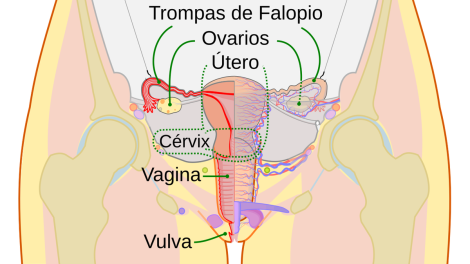 Esquema frontal del aparato reproductor femenino con rótulos de trompas de Falopio, ovarios, útero, cérvix, vagina y vulva.